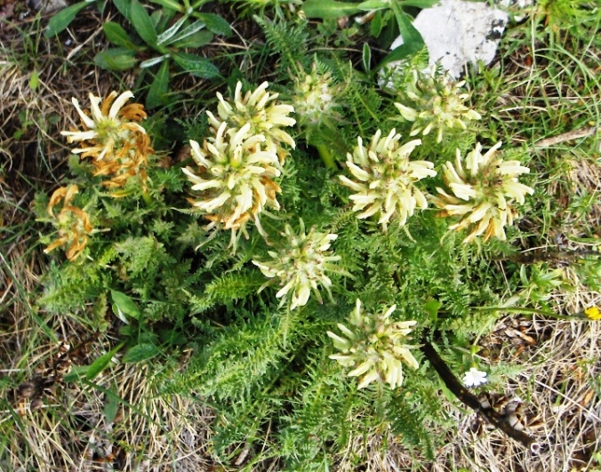Pedicularis comosa (e P. hoermanniana)